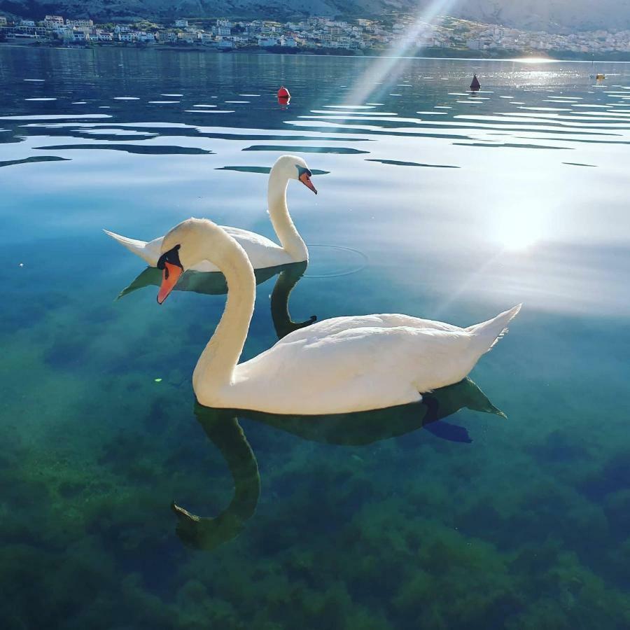 Apartman Vesna Pag Daire Pag Town Dış mekan fotoğraf